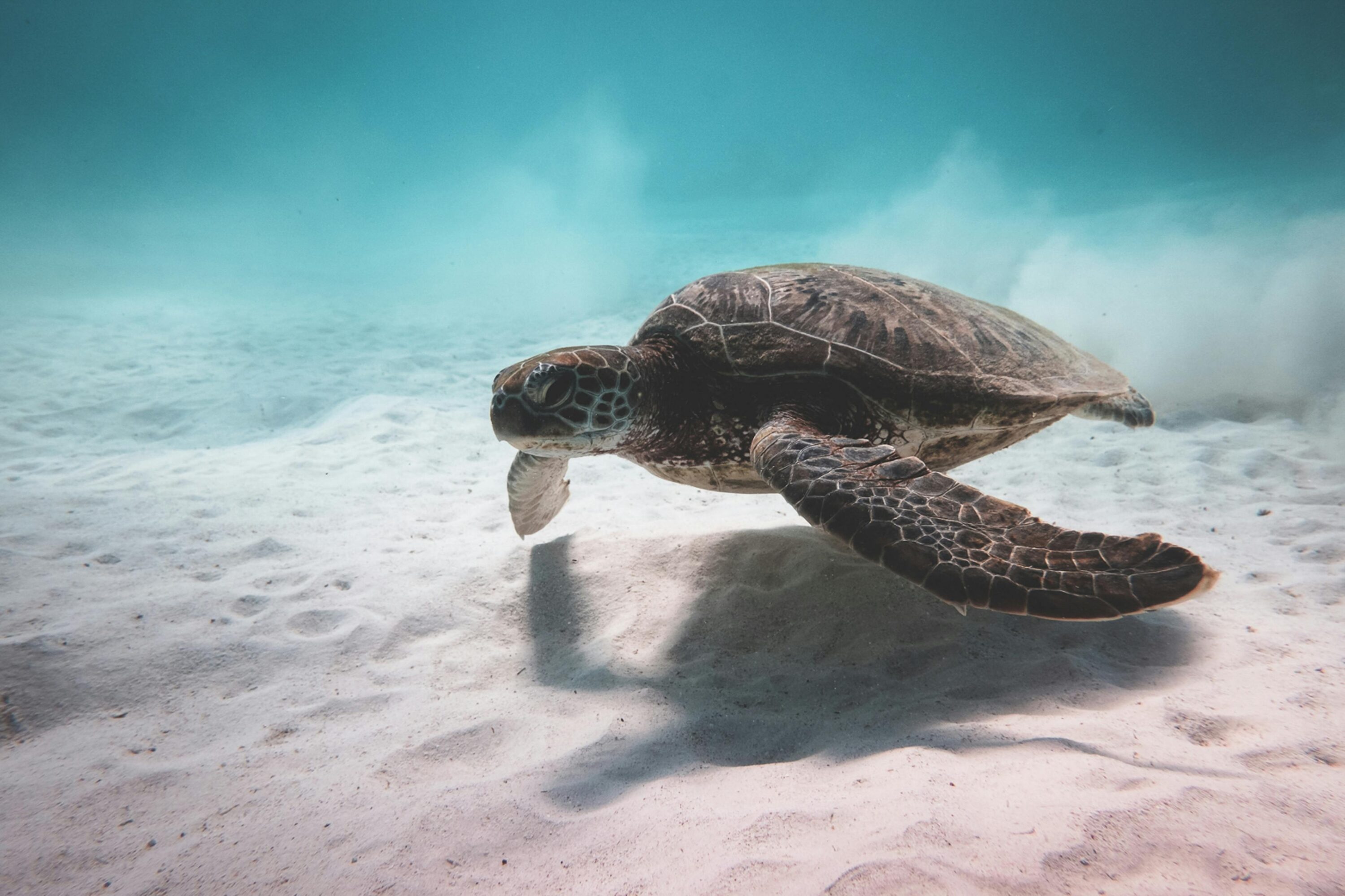 Turtle Trader